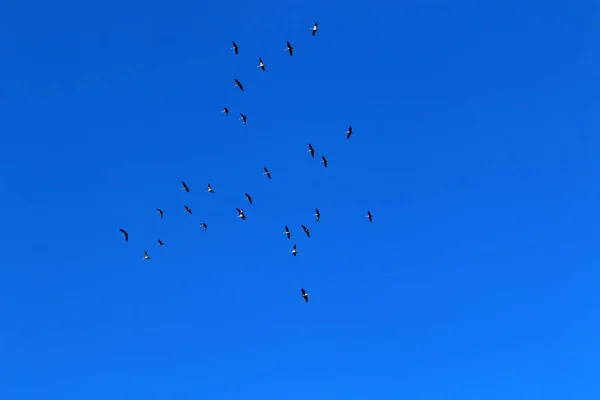 Aves Migratórias Santuário Nacional Aves Hula Localizado Vale Hula Alta — Fotografia de Stock