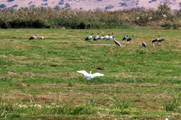 migratory birds in the Hula National Bird Sanctuary located in the Hula Valley (Upper Galilee) in Israel