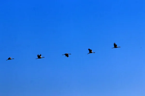 Мігруючі Птахи Національному Заповіднику Хула Долині Хула Верхня Галілея Ізраїлі — стокове фото