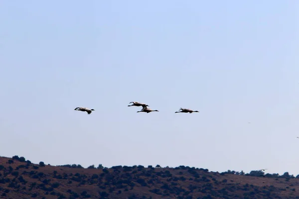 Migratory Birds Hula National Bird Sanctuary Located Hula Valley Upper — Stock Photo, Image