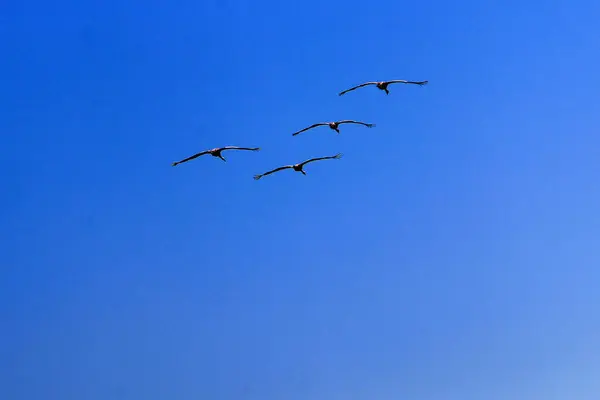 Aves Migratórias Santuário Nacional Aves Hula Localizado Vale Hula Alta — Fotografia de Stock