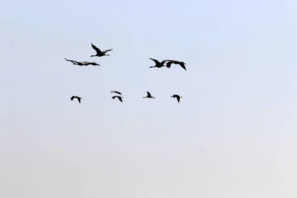 Aves Migratórias Santuário Nacional Aves Hula Localizado Vale Hula Alta — Fotografia de Stock