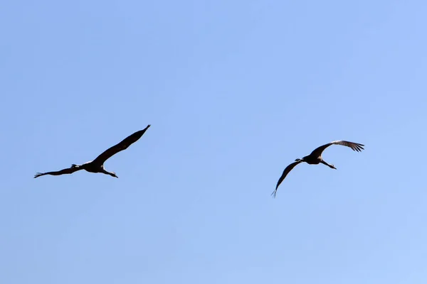 Trekvogels Het Hula National Bird Sanctuary Gelegen Hula Valley Upper — Stockfoto