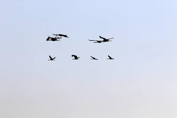 Trekvogels Het Hula National Bird Sanctuary Gelegen Hula Valley Upper — Stockfoto