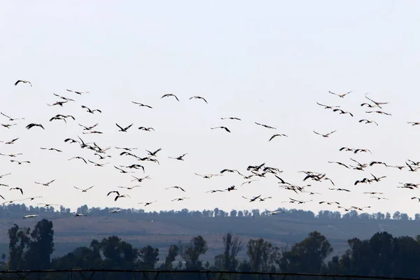 migratory birds in the Hula National Bird Sanctuary located in the Hula Valley (Upper Galilee) in Israel