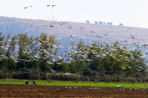 migratory birds in the Hula National Bird Sanctuary located in the Hula Valley (Upper Galilee) in Israel 
