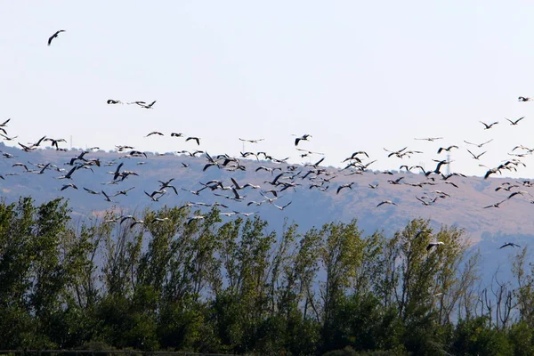 Migratory Birds Hula National Bird Sanctuary Located Hula Valley Upper — Stock Photo, Image