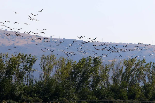 Zugvögel Nationalen Vogelschutzgebiet Hula Hula Tal Obergaliläa Israel — Stockfoto