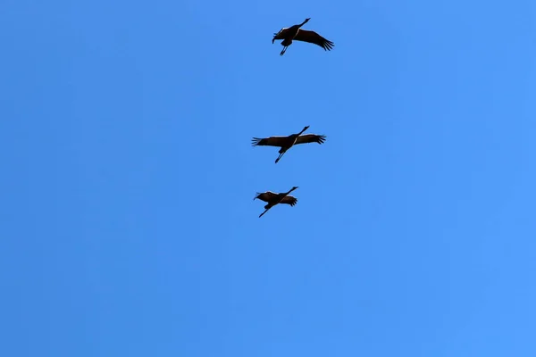 Мигрирующие Птицы Национальном Птичьем Заповеднике Хула Расположенном Долине Хула Верхняя — стоковое фото