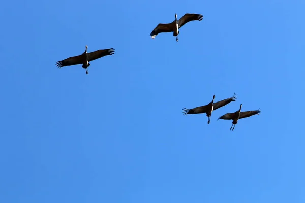 Migratory Birds Hula National Bird Sanctuary Located Hula Valley Upper — Stock Photo, Image