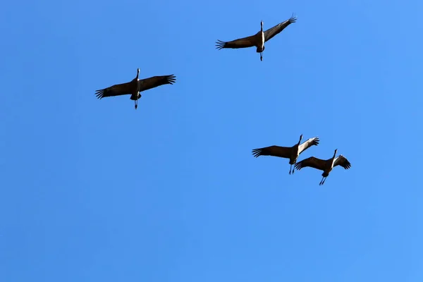 Stěhovaví Ptáci Hula National Bird Sanctuary Nachází Údolí Hula Horní — Stock fotografie