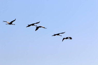 Hula Vadisi 'ndeki Hula Ulusal Kuş Sığınağı' ndaki göçmen kuşlar (Yukarı Celile) 