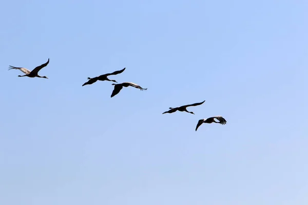 Zugvögel Nationalen Vogelschutzgebiet Hula Hula Tal Obergaliläa Israel — Stockfoto