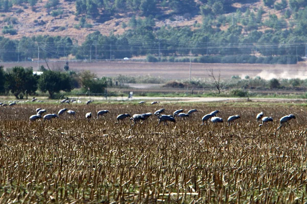 Migratory Birds Hula National Bird Sanctuary Located Hula Valley Upper — Stock Photo, Image