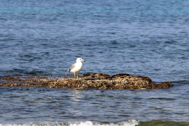 İsrail 'in kuzeyindeki Akdeniz kıyısında martı. 