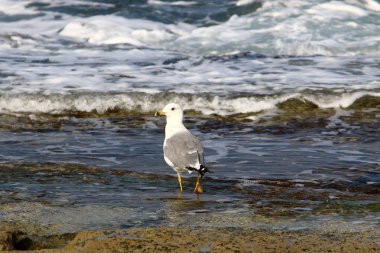 İsrail 'in kuzeyindeki Akdeniz kıyısında martı. 