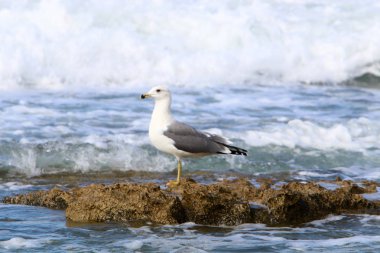 İsrail 'in kuzeyindeki Akdeniz kıyısında martı. 