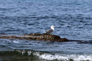 İsrail 'in kuzeyindeki Akdeniz kıyısında martı. 