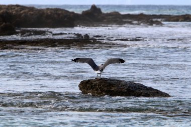 İsrail 'in kuzeyindeki Akdeniz kıyısında martı. 