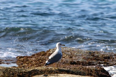 İsrail 'in kuzeyindeki Akdeniz kıyısında martı. 