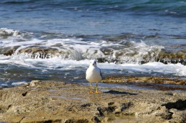 İsrail 'in kuzeyindeki Akdeniz kıyısında martı. 