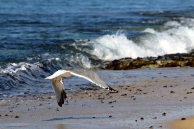 İsrail 'in kuzeyindeki Akdeniz kıyısında martı. 
