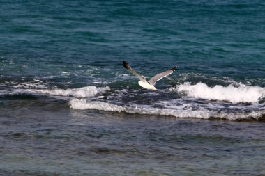 İsrail 'in kuzeyindeki Akdeniz kıyısında martı. 