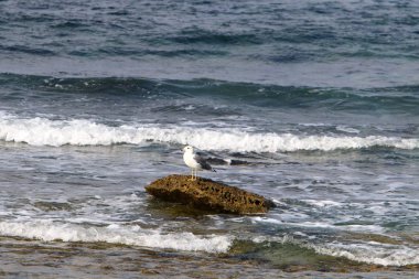 İsrail 'in kuzeyindeki Akdeniz kıyısında martı. 