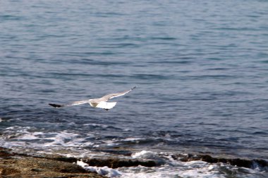 İsrail 'in kuzeyindeki Akdeniz kıyısında martı. 