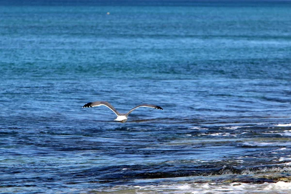 Meeuw Aan Kust Van Middellandse Zee Het Noorden Van Israël — Stockfoto