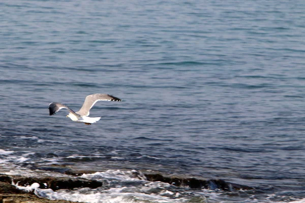 以色列北部地中海海岸上的海鸥 — 图库照片
