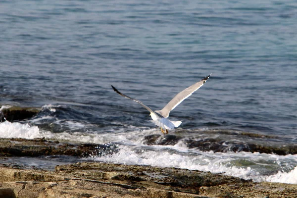 Mouette Sur Rivage Mer Méditerranée Nord Israël — Photo