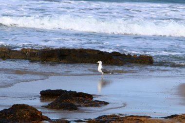 İsrail 'in kuzeyindeki Akdeniz kıyısında martı. 