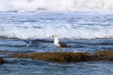 İsrail 'in kuzeyindeki Akdeniz kıyısında martı. 