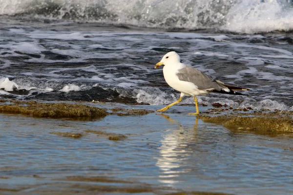 İsrail 'in kuzeyindeki Akdeniz kıyısında martı. 