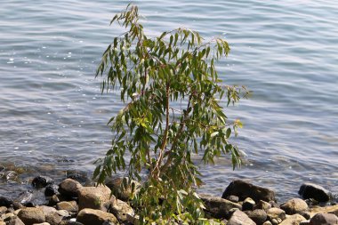İsrail Celile Denizi kıyısında 