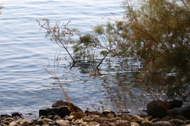 İsrail Celile Denizi kıyısında 