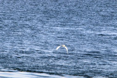İsrail Celile Denizi kıyısında 