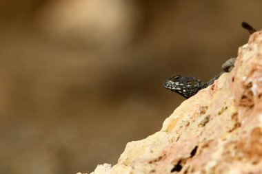 Bir kertenkele sıcak bir taşın üzerinde oturuyor ve kuzey İsrail 'de denizin güneşinde güneşleniyor. 