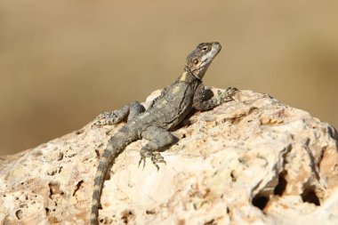 Bir kertenkele sıcak bir taşın üzerinde oturuyor ve kuzey İsrail 'de denizin güneşinde güneşleniyor. 