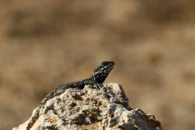 Bir kertenkele sıcak bir taşın üzerinde oturuyor ve kuzey İsrail 'de denizin güneşinde güneşleniyor. 