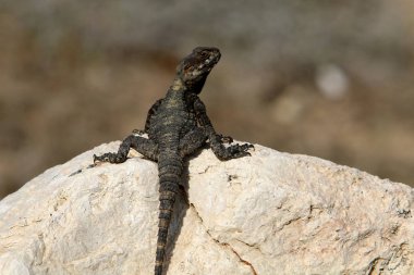 Bir kertenkele sıcak bir taşın üzerinde oturuyor ve kuzey İsrail 'de denizin güneşinde güneşleniyor. 