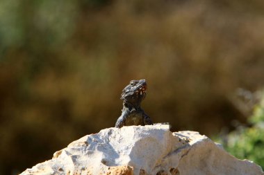 Bir kertenkele sıcak bir taşın üzerinde oturuyor ve kuzey İsrail 'de denizin güneşinde güneşleniyor. 
