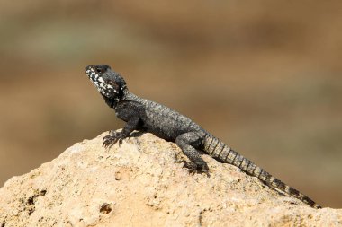 Bir kertenkele sıcak bir taşın üzerinde oturuyor ve kuzey İsrail 'de denizin güneşinde güneşleniyor. 