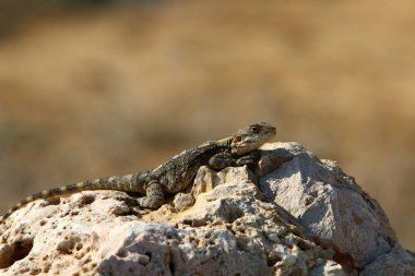 Bir kertenkele sıcak bir taşın üzerinde oturuyor ve kuzey İsrail 'de denizin güneşinde güneşleniyor. 