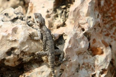 Bir kertenkele sıcak bir taşın üzerinde oturuyor ve kuzey İsrail 'de denizin güneşinde güneşleniyor. 