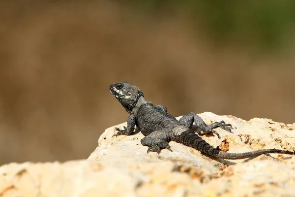 Bir Kertenkele Sıcak Bir Taşın Üzerinde Oturuyor Kuzey Srail Denizin — Stok fotoğraf