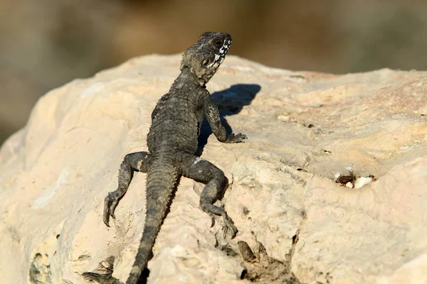 Lizard Sitting Hot Stone Basking Sun Sea Northern Israel — Stock Photo, Image