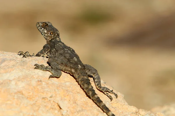 Lézard Assis Sur Une Pierre Chaude Prélassant Soleil Sur Mer — Photo