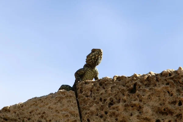 Bir Kertenkele Sıcak Bir Taşın Üzerinde Oturuyor Kuzey Srail Denizin — Stok fotoğraf